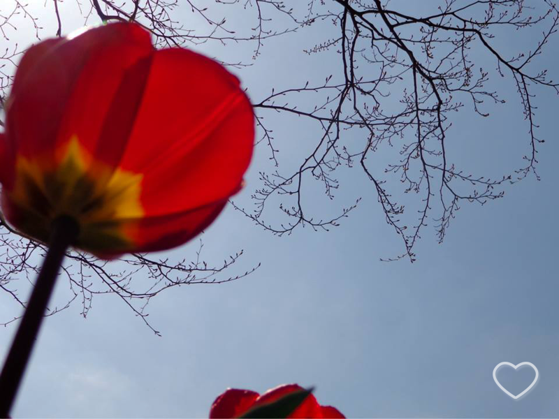 Uma tulipa vermelha fotografada de baixo.