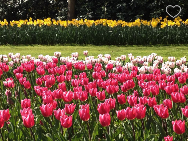 Foto de um canteiro com tulipas rosa e brancas e umas amarelas ao fundo.