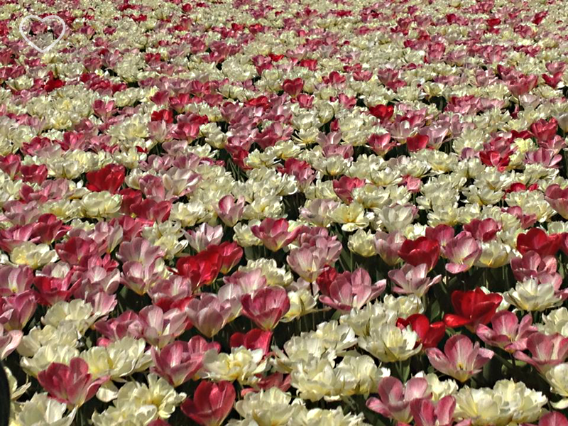 Foto de canteiro de de flores vermelhas, rosa e brancas misturadas.