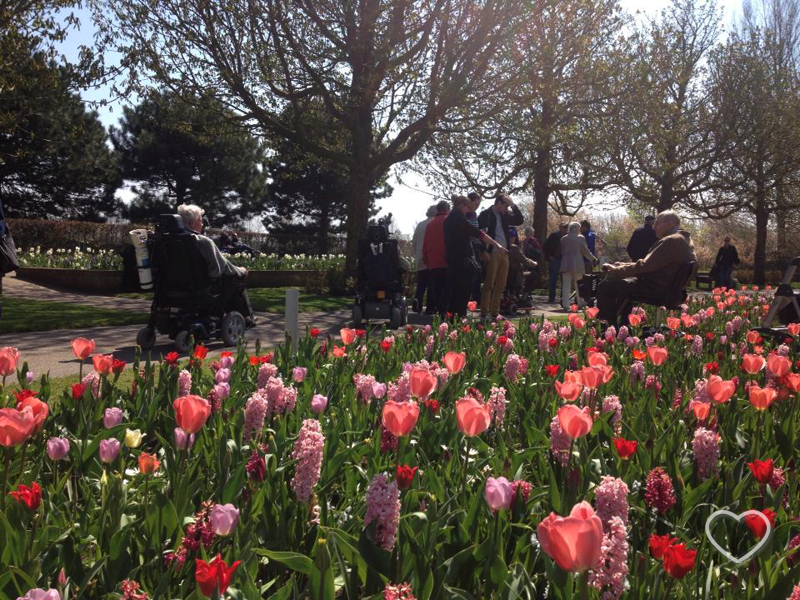 Tulipas em primeiro plano e idosos com cadeiras de rodas ao fundo.