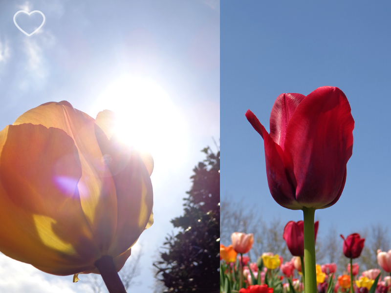 Duas fotos juntas, de uma tulipa amarela e outra vermelha, vistas de baixo.