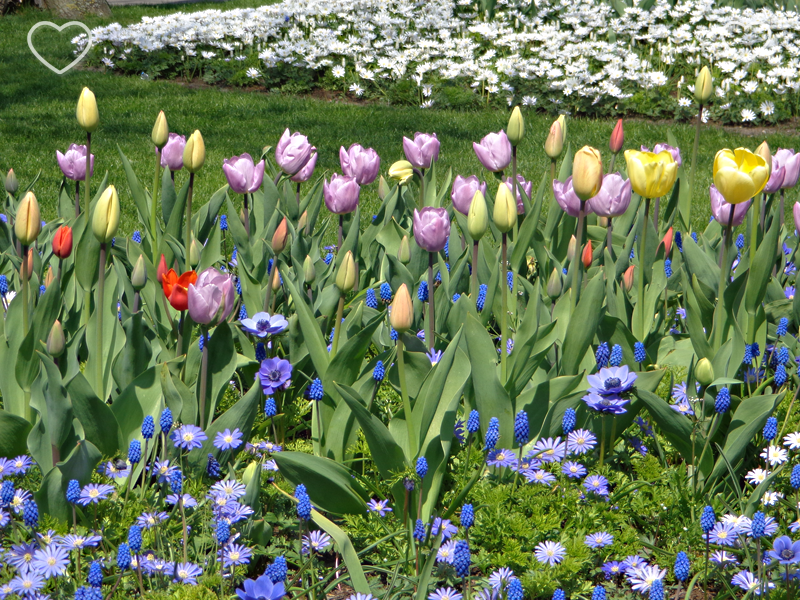 Mais um canteiro de flores de cor lilás, amarelo e azul.