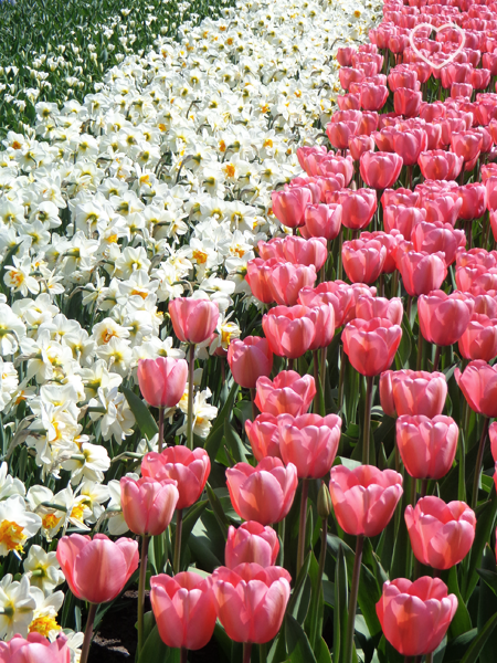 Foto de um canteiro de tulipas rosa e umas outras flores brancas.