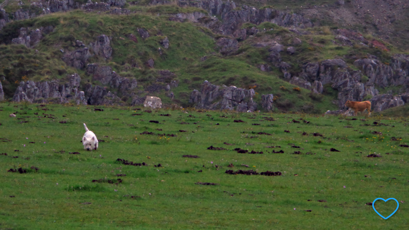 Foto de um cachorro branco no pasto e uma vaca ao fundo.