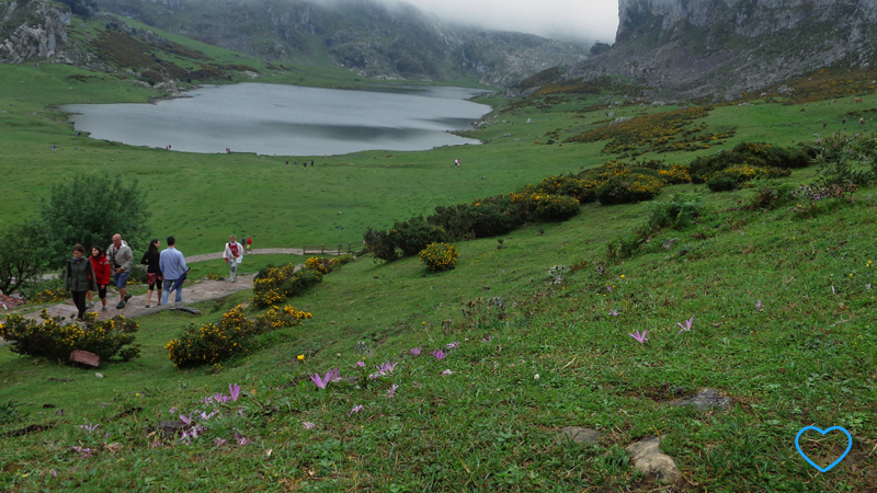 O Lago Ercina ao fundo e delicadas florezinhas de cor lilás.