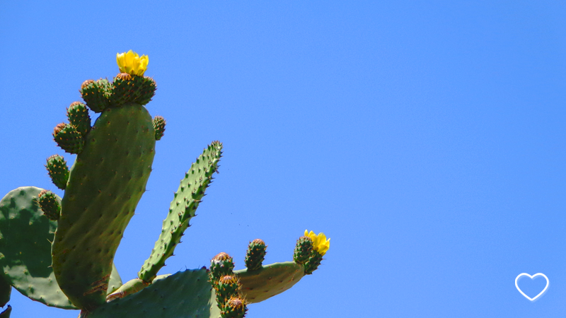 Cacto florido em primeiro plano e céu azul ao fundo.