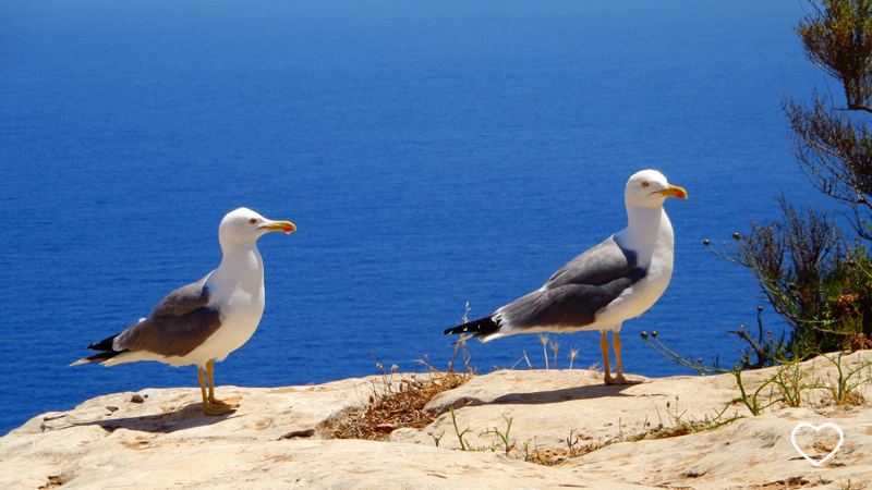 Duas gaivotas e o mar ao fundo.