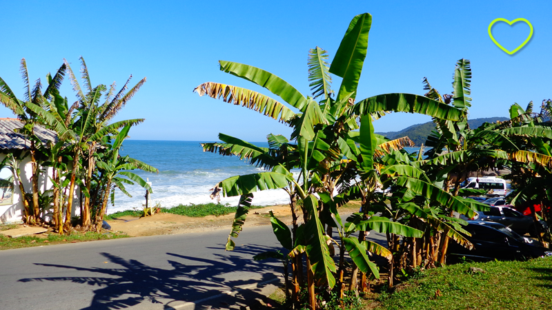 Inúmeros bananeiras na Praia do Cepilho.