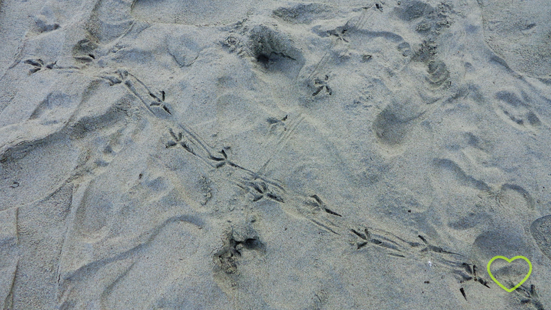 Pegadas de pássaros na areia.
