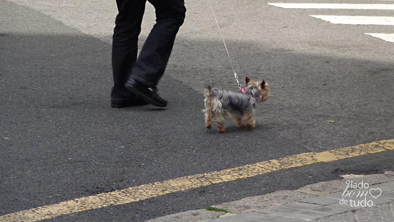 Um yorkshire caminhando com seu dono. Aparece o cachorro e apenas as pernas do dono.