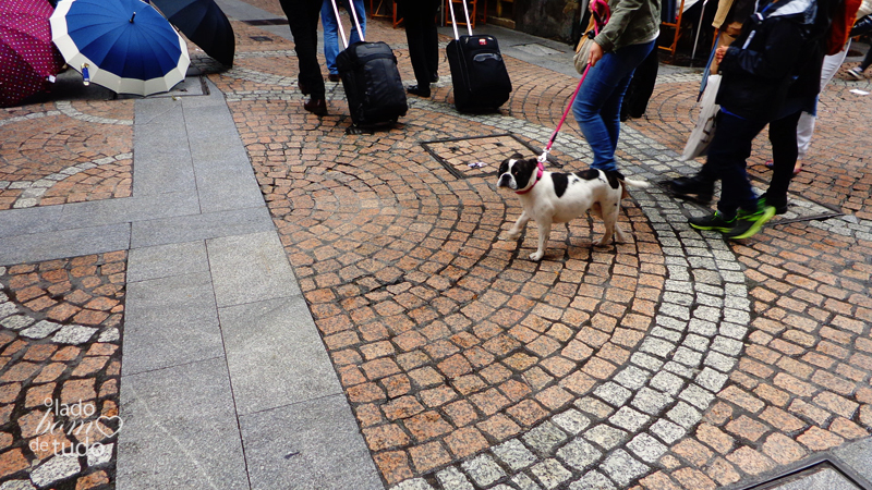 Em um calçadão, um bulldog francês passeia com seus donos.