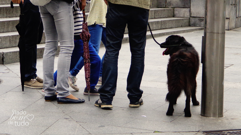 Um cachorro passeia com sua família (de humanos). Os humanos aparecem só das cinturas para baixo.