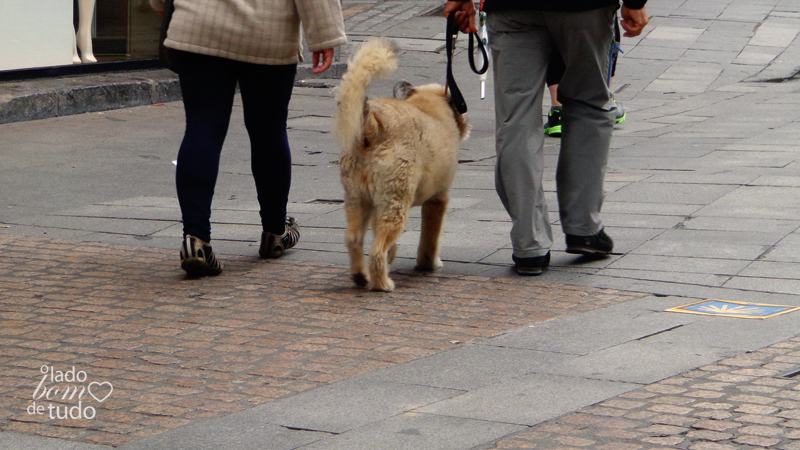 Um cachorro passeia com sua família (de humanos).