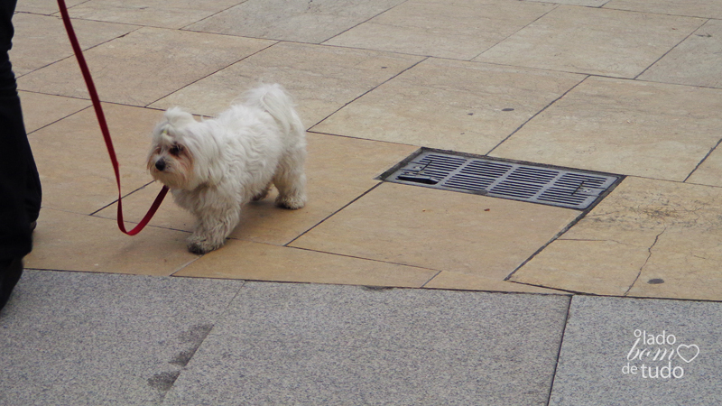 Um cachorro pequeno e branco passeia.